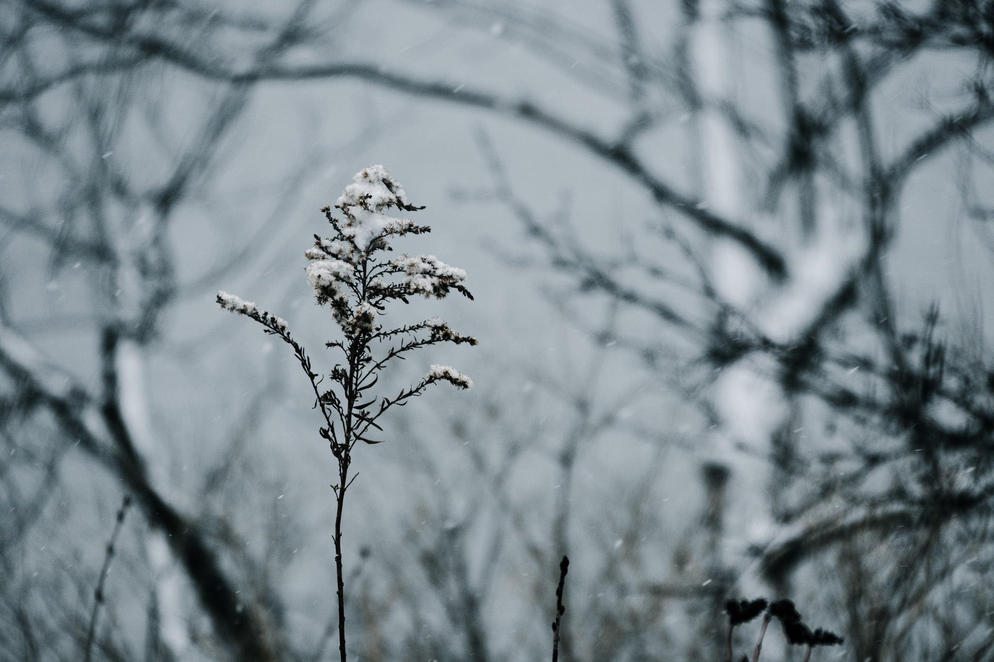 Winter 6