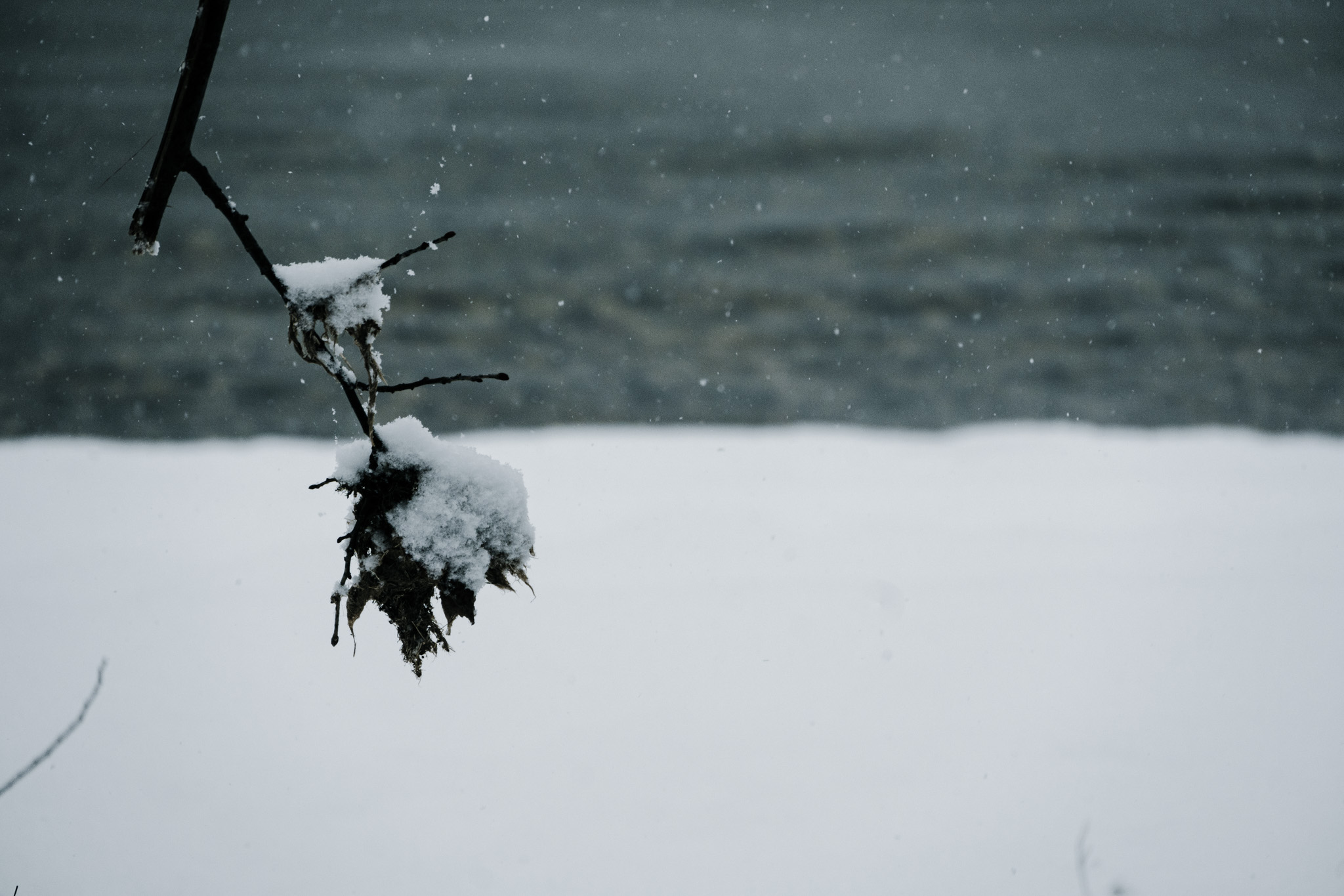 Winter 2